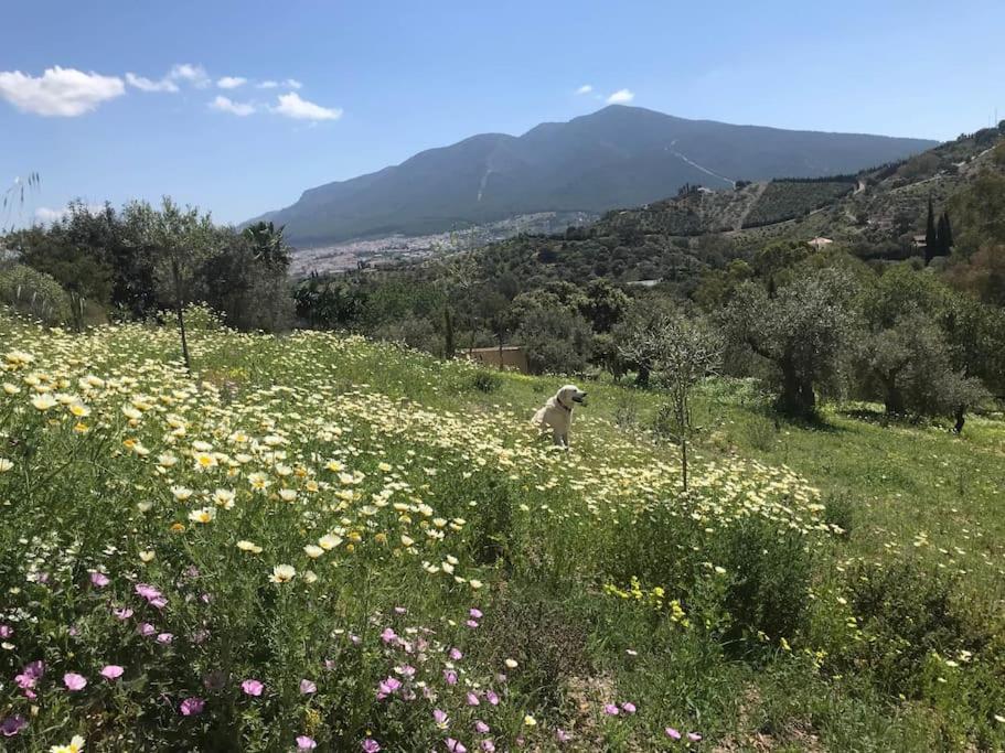 Penthouse Apartment, Cortijo Fruitful Hills Málaga Dış mekan fotoğraf